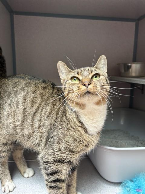 DOLLY PARTON, Adoptable, Young Female Domestic Short Hair.
