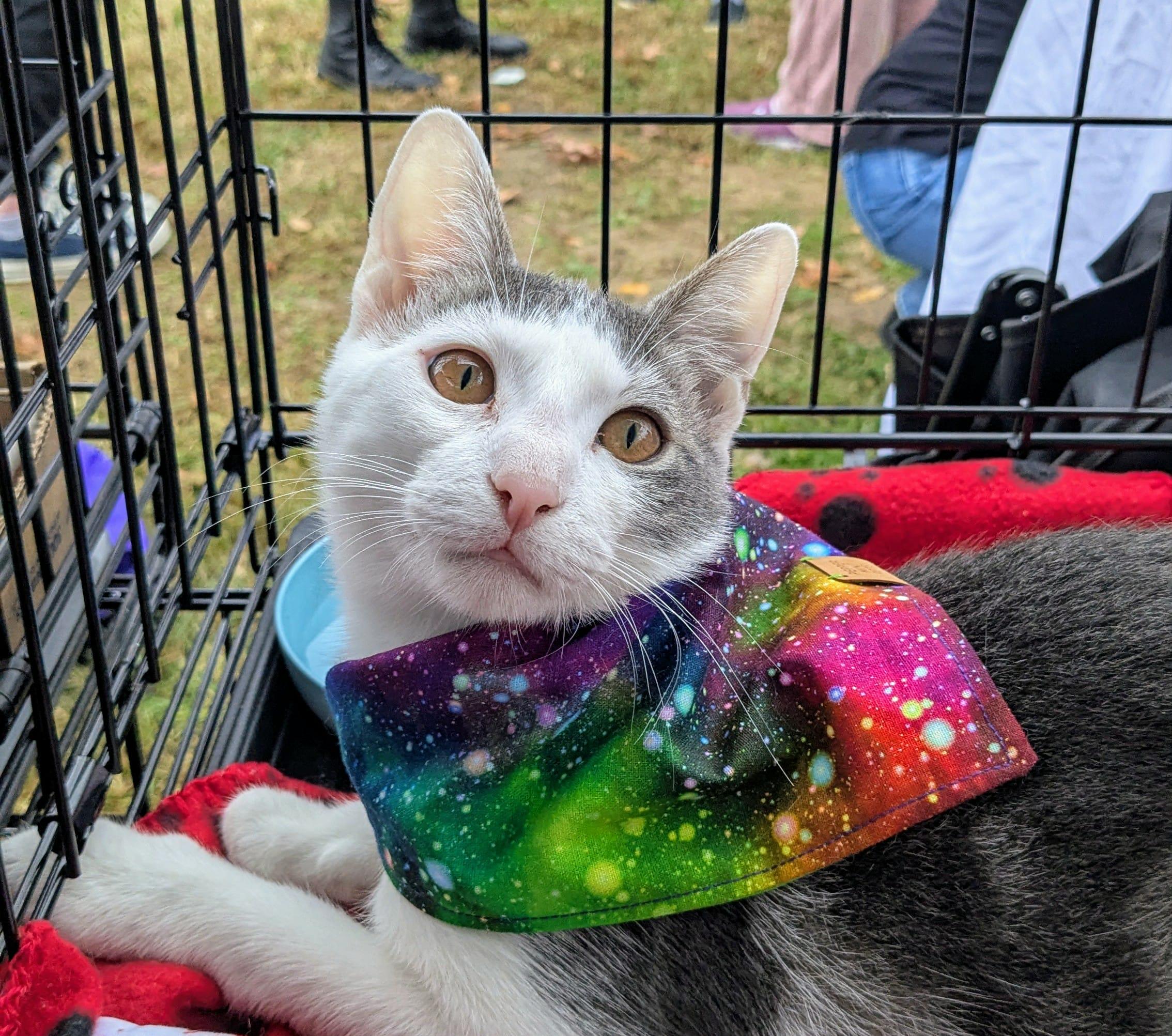 Gilbert, Adoptable, Young Male Domestic Short Hair.