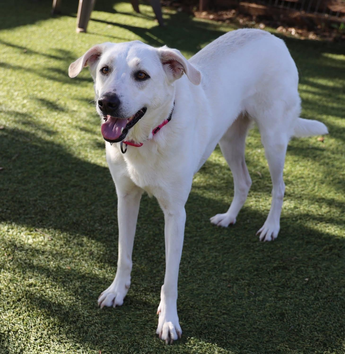 Lilly Marie, a ADOPTABLE mixed breed in Southlake, TX image 5/6