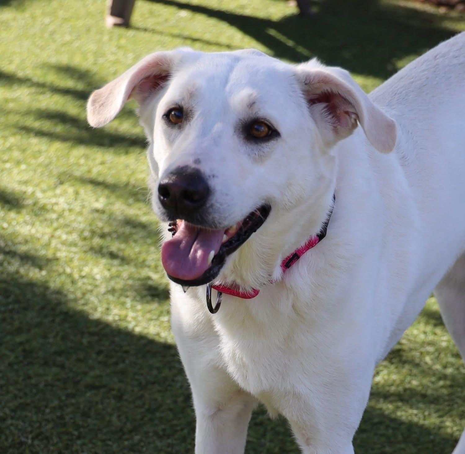 Lilly Marie, a ADOPTABLE mixed breed in Southlake, TX image 1/6