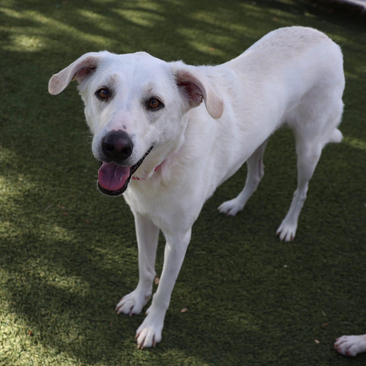 Lilly Marie, a ADOPTABLE mixed breed in Southlake, TX image 2/6