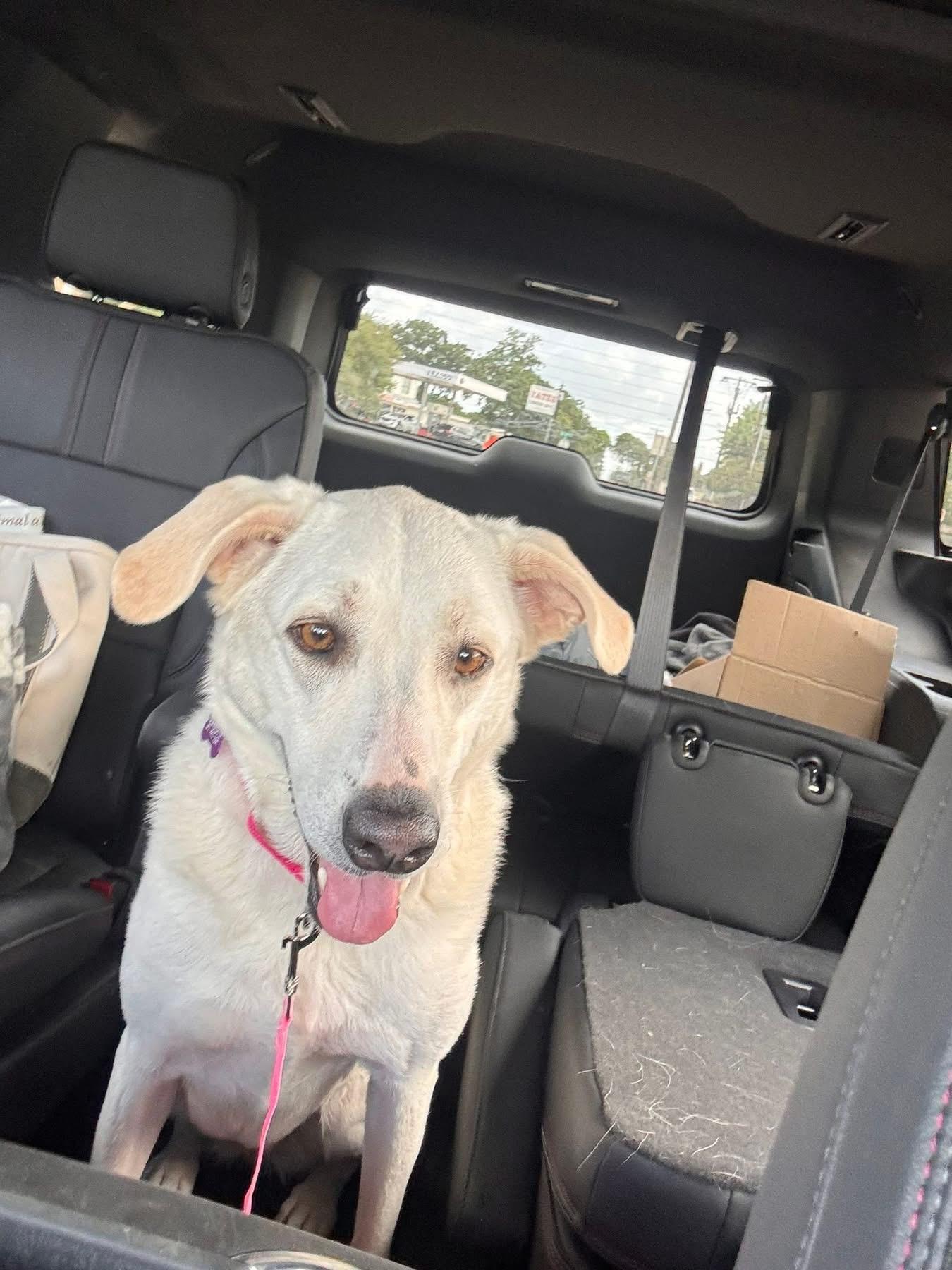 Lilly Marie, a ADOPTABLE mixed breed in Southlake, TX image 6/6
