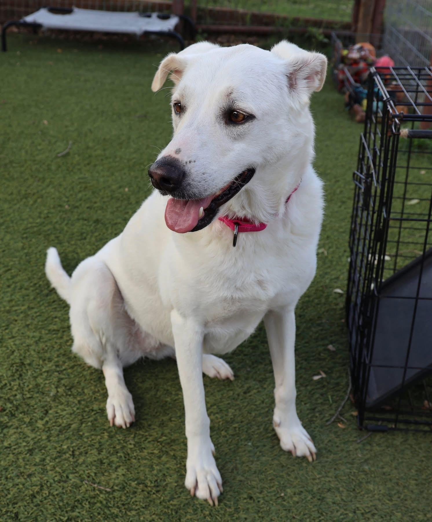 Lilly Marie, a ADOPTABLE mixed breed in Southlake, TX image 4/6
