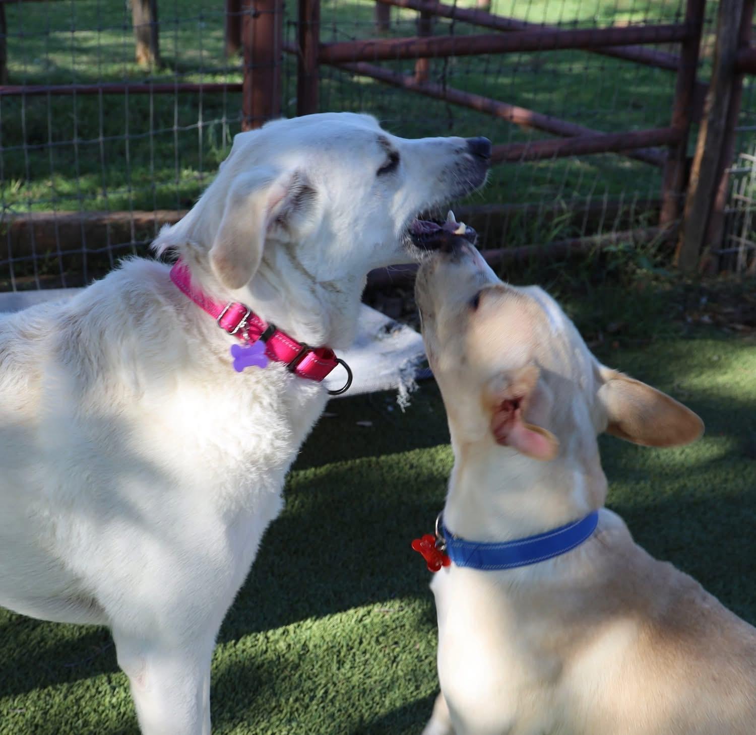 Lilly Marie, a ADOPTABLE mixed breed in Southlake, TX image 3/6