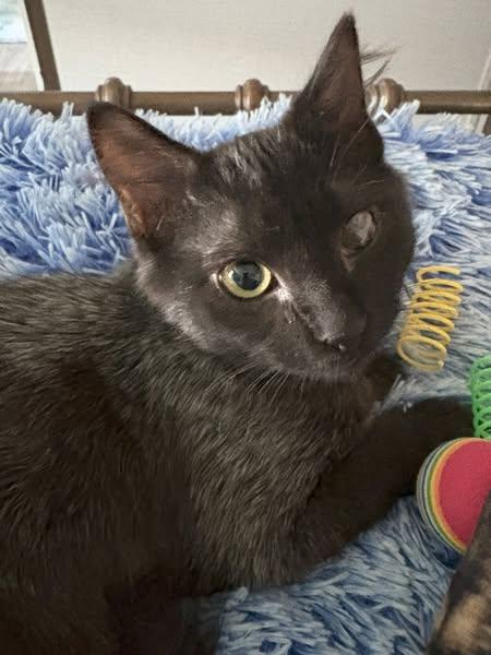 Cosmo, Adoptable, Young Male Domestic Long Hair.