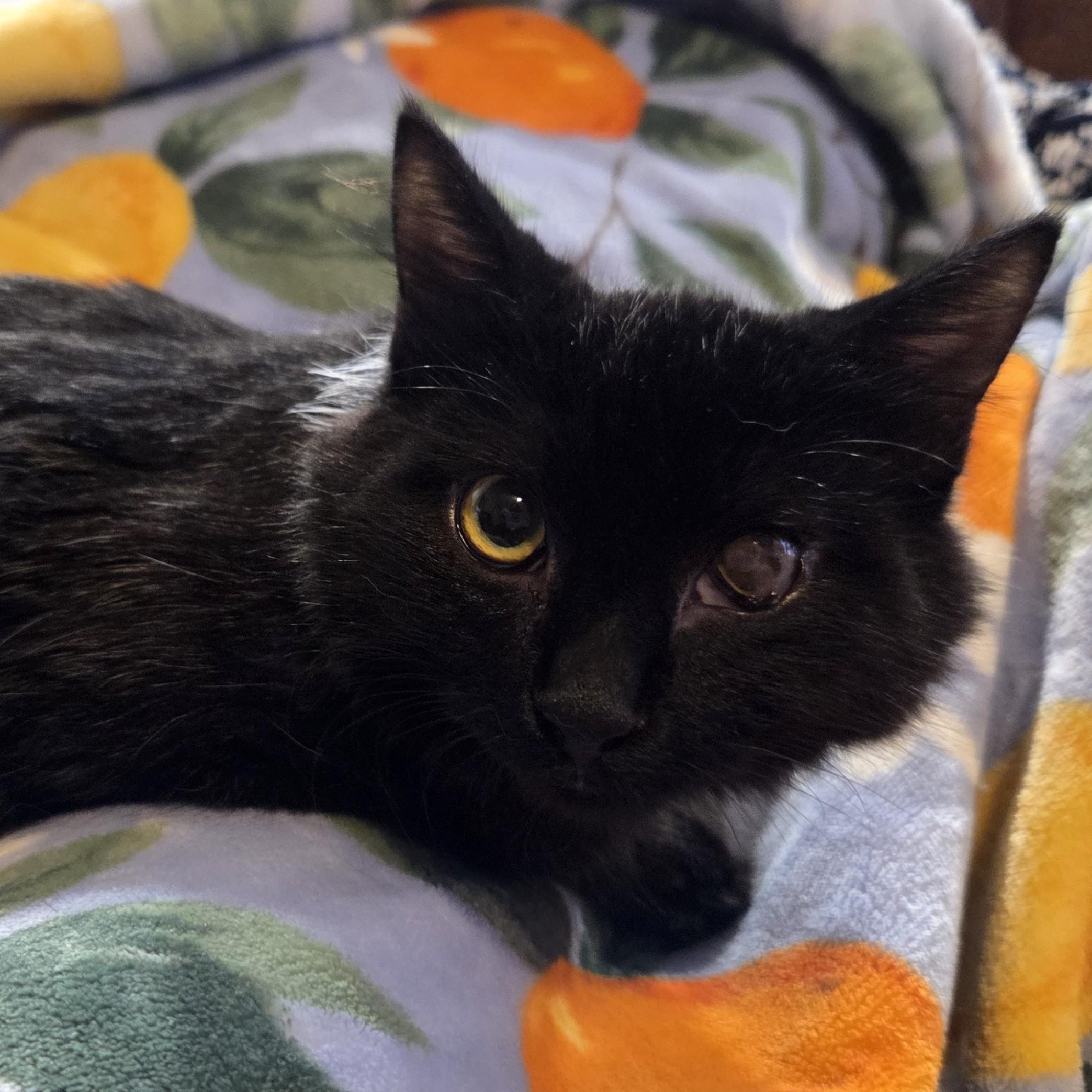 Enlarge Cosmo, a Adoptable mixed breed in Okemah, OK image 1/6