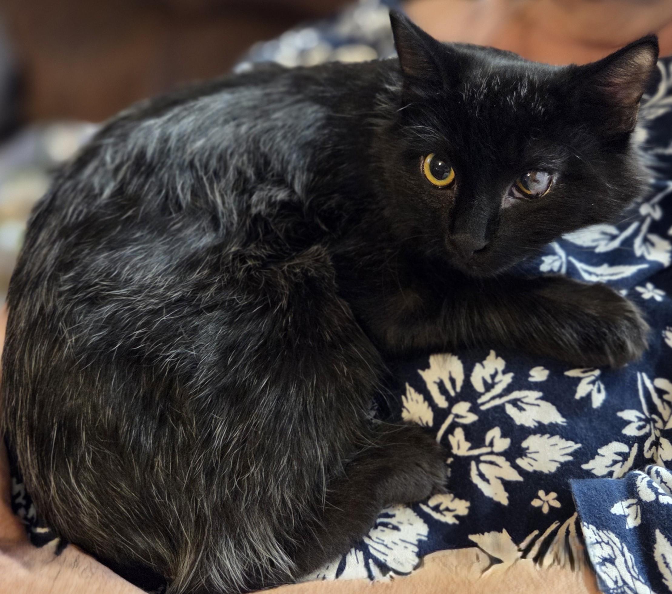 Enlarge Cosmo, a Adoptable mixed breed in Okemah, OK image 6/6