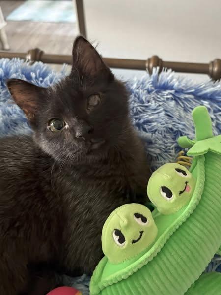 Enlarge Cosmo, a Adoptable mixed breed in Okemah, OK image 4/6