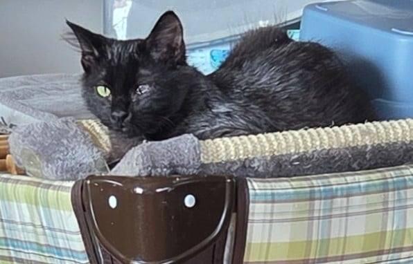 Enlarge Cosmo, a Adoptable mixed breed in Okemah, OK image 5/6