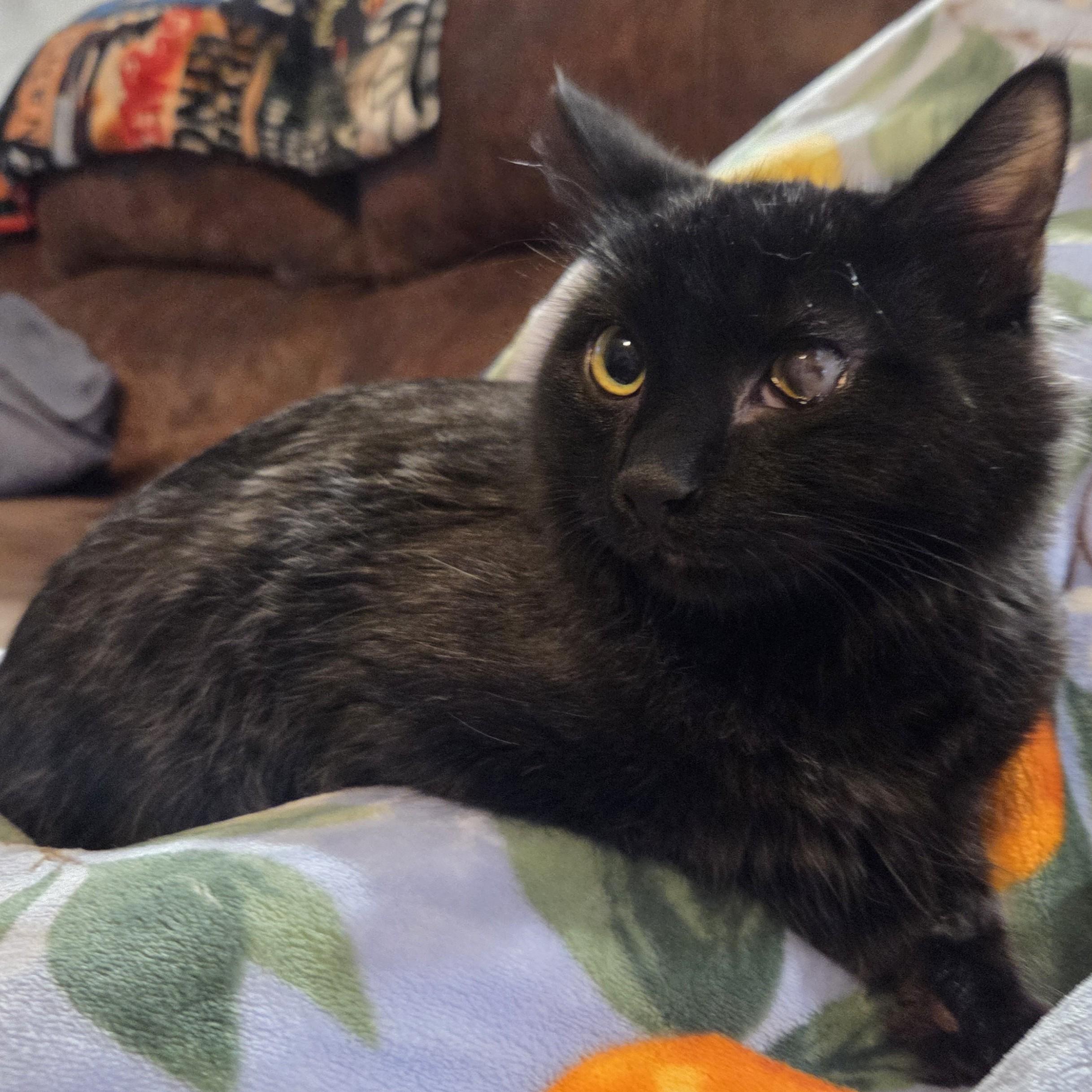 Enlarge Cosmo, a Adoptable mixed breed in Okemah, OK image 2/6