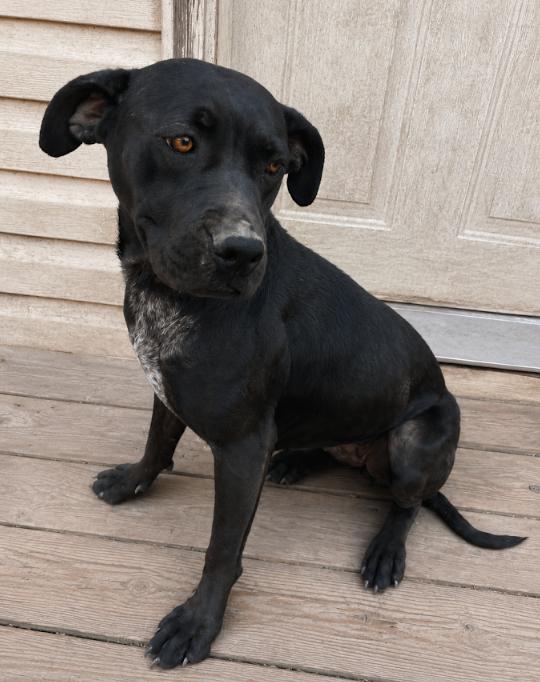 Enlarge Gemma, a ADOPTABLE mixed breed in Colville , WA image 2/5