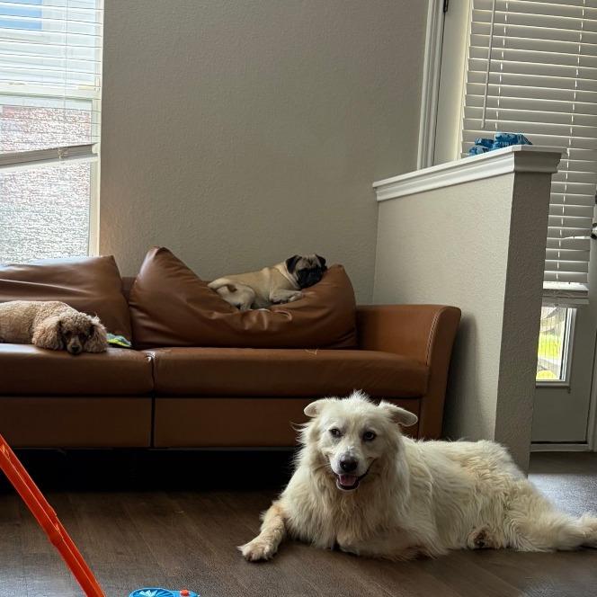 Dolly, Adoptable, Adult Female Great Pyrenees & Golden Retriever.