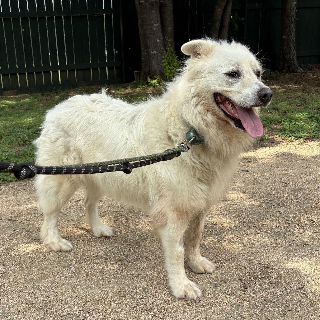 Enlarge Dolly, a Adoptable mixed breed in Austin, TX image 2/6