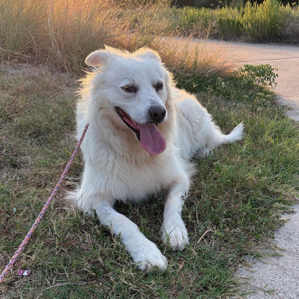Enlarge Dolly, a Adoptable mixed breed in Austin, TX image 4/6