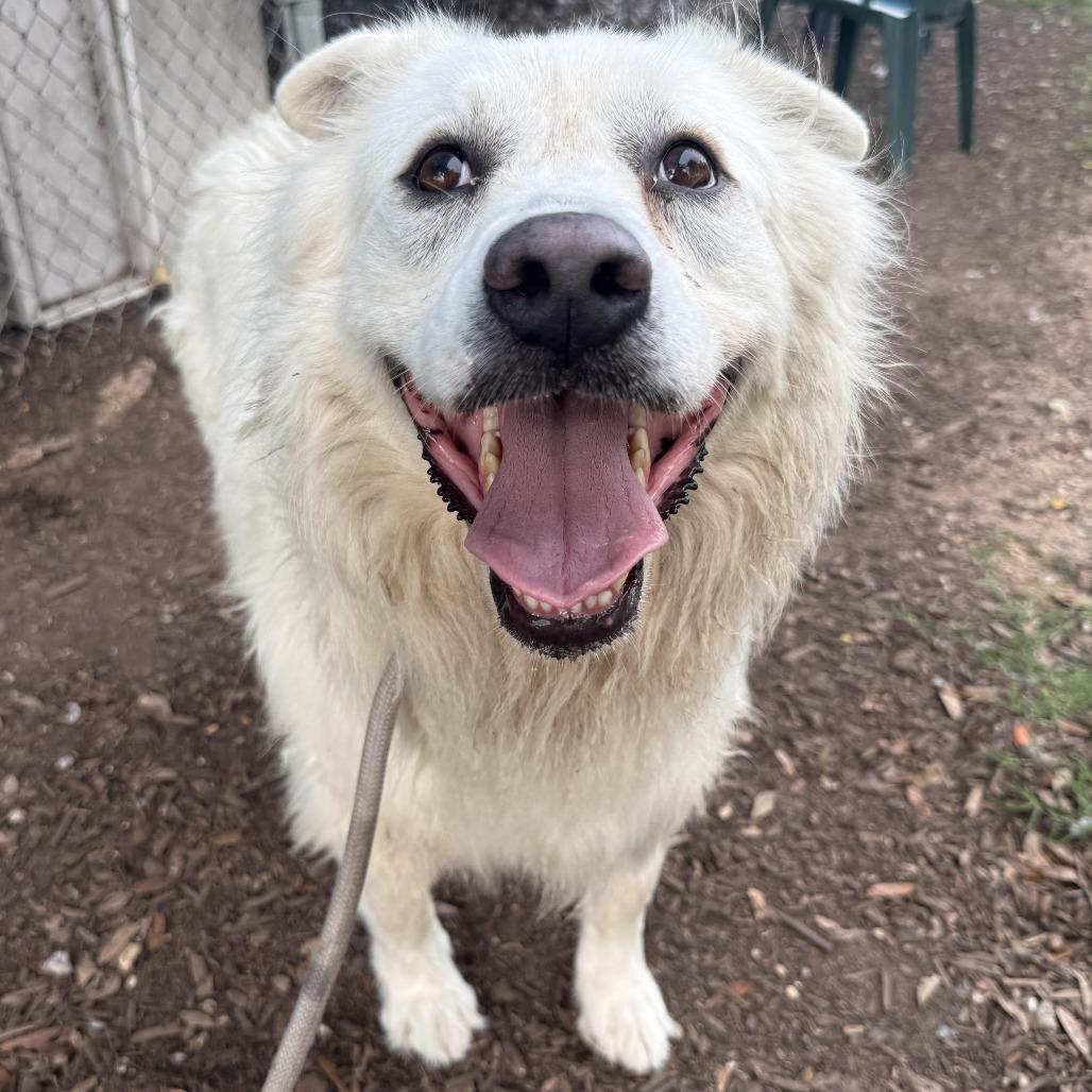 Enlarge Dolly, a Adoptable mixed breed in Austin, TX image 6/6