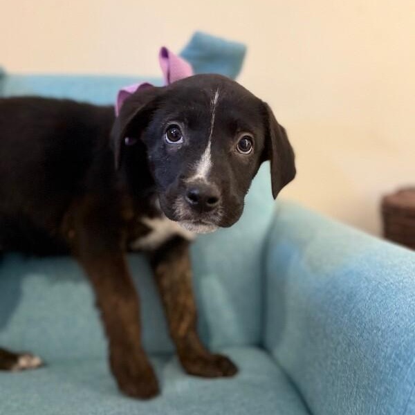 Brandy Old Fashioned Wisconsin — thumbnail 2