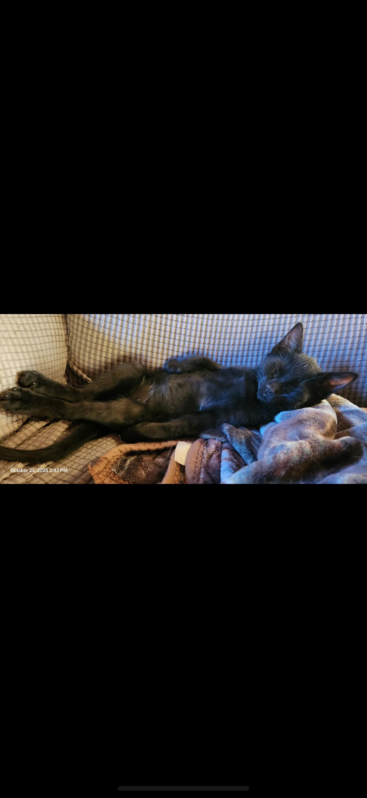 Little Bear, Adoptable, Young Male Domestic Short Hair.