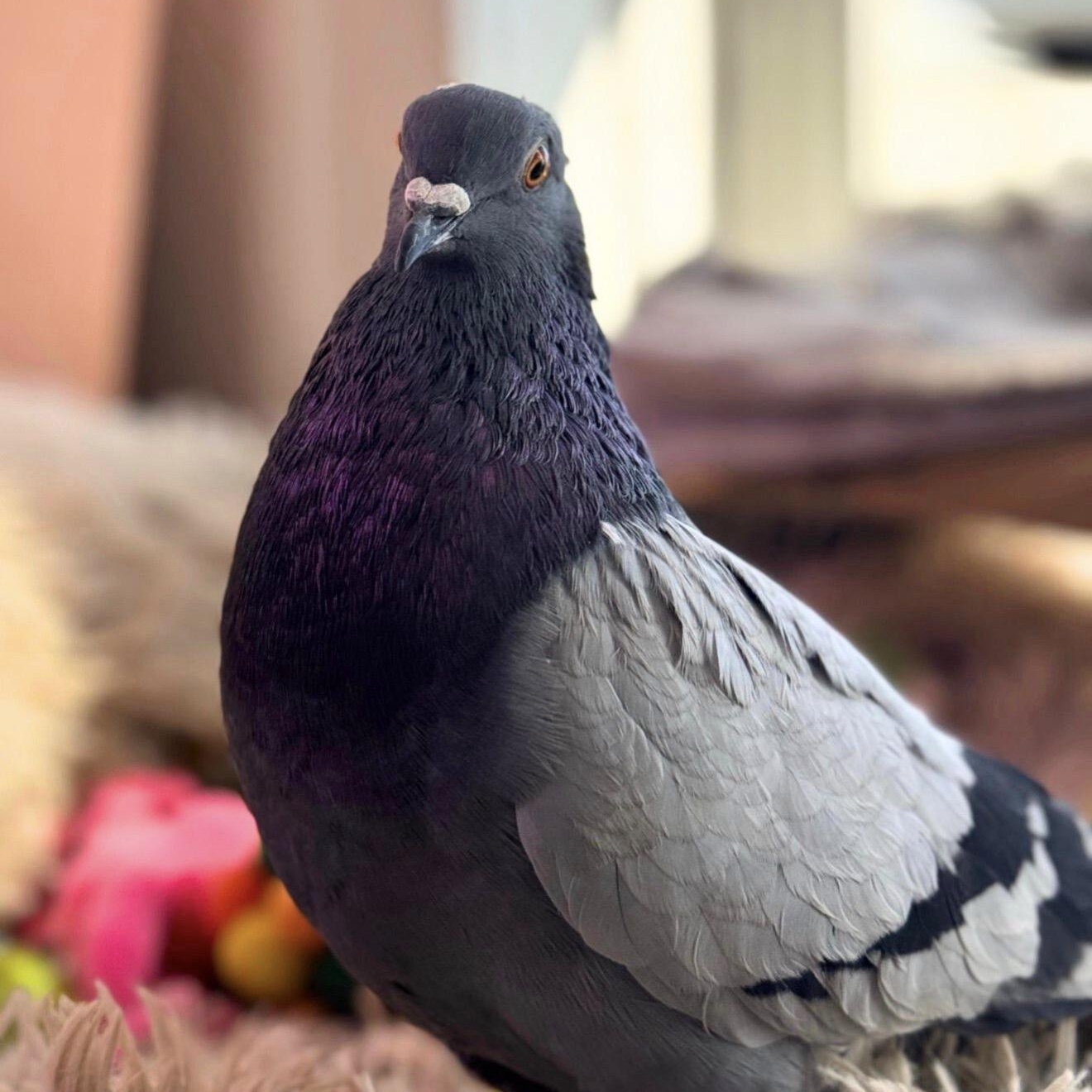 Trout & Soda (married couple), a ADOPTABLE Pigeon in Chicago, IL image 3/6