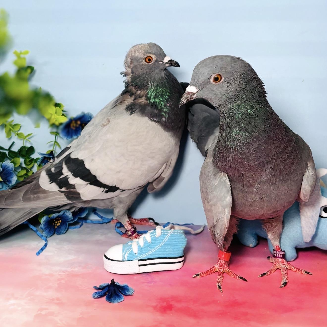 Trout & Soda (married couple), a ADOPTABLE Pigeon in Chicago, IL image 6/6