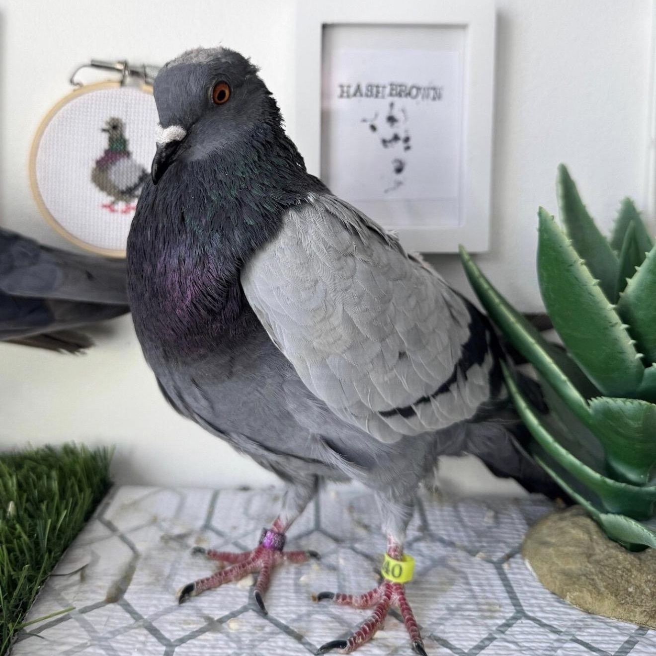Trout & Soda (married couple), a ADOPTABLE Pigeon in Chicago, IL image 4/6
