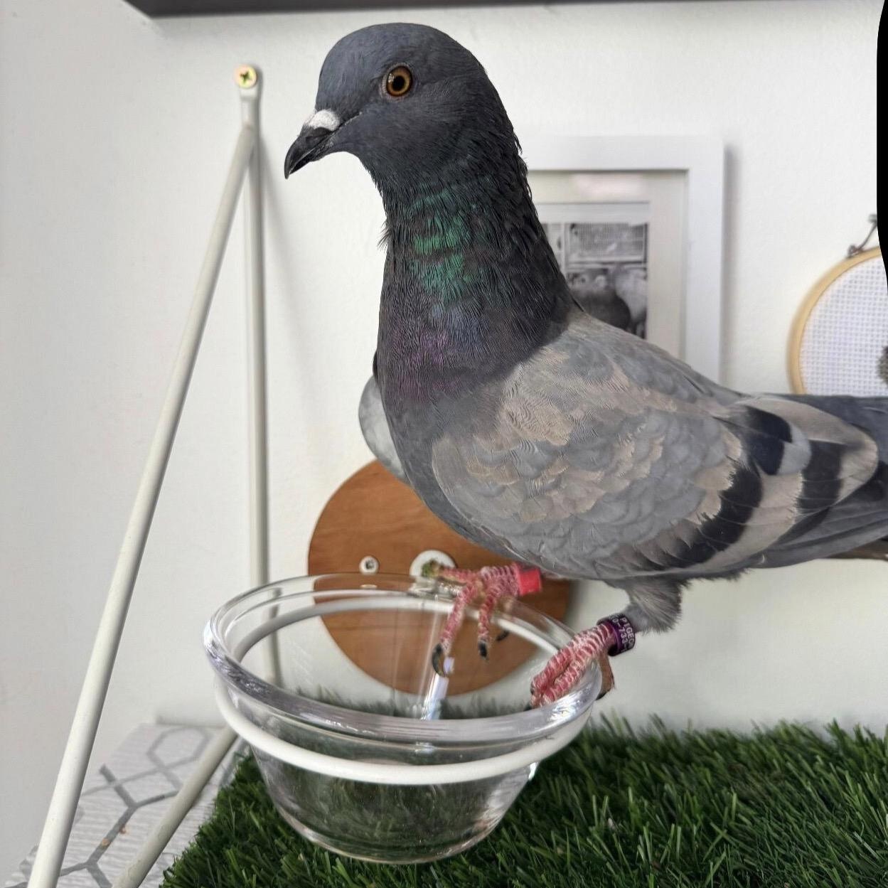 Trout & Soda (married couple), a ADOPTABLE Pigeon in Chicago, IL image 5/6