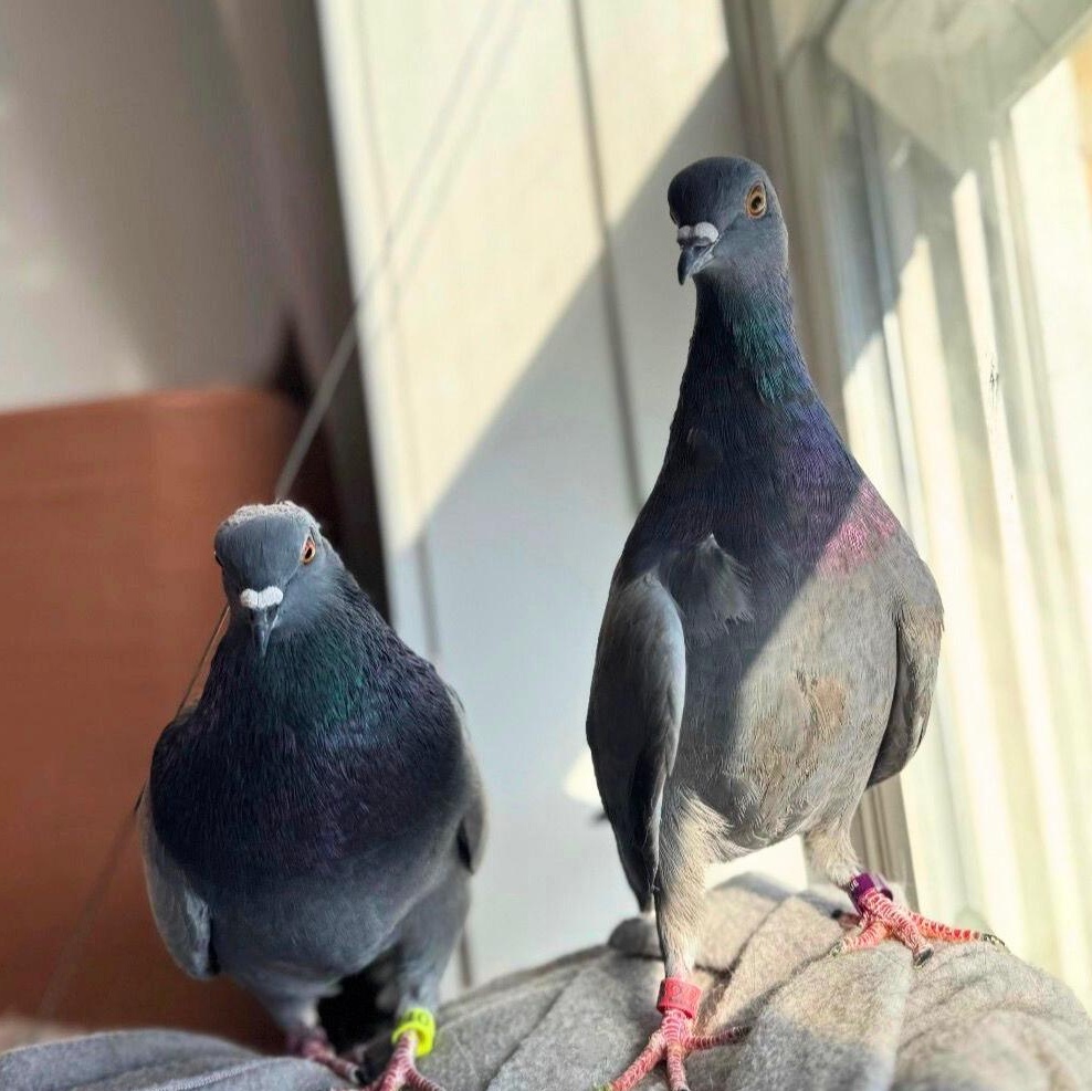 Trout & Soda (married couple), a ADOPTABLE Pigeon in Chicago, IL image 2/6