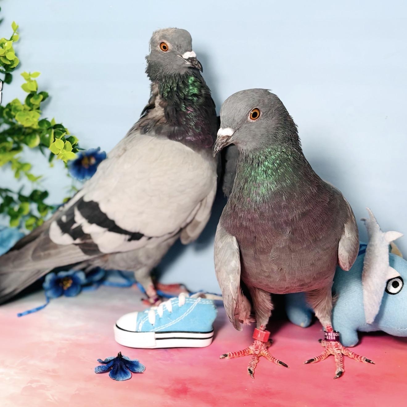 Trout & Soda (married couple), a ADOPTABLE Pigeon in Chicago, IL image 1/6