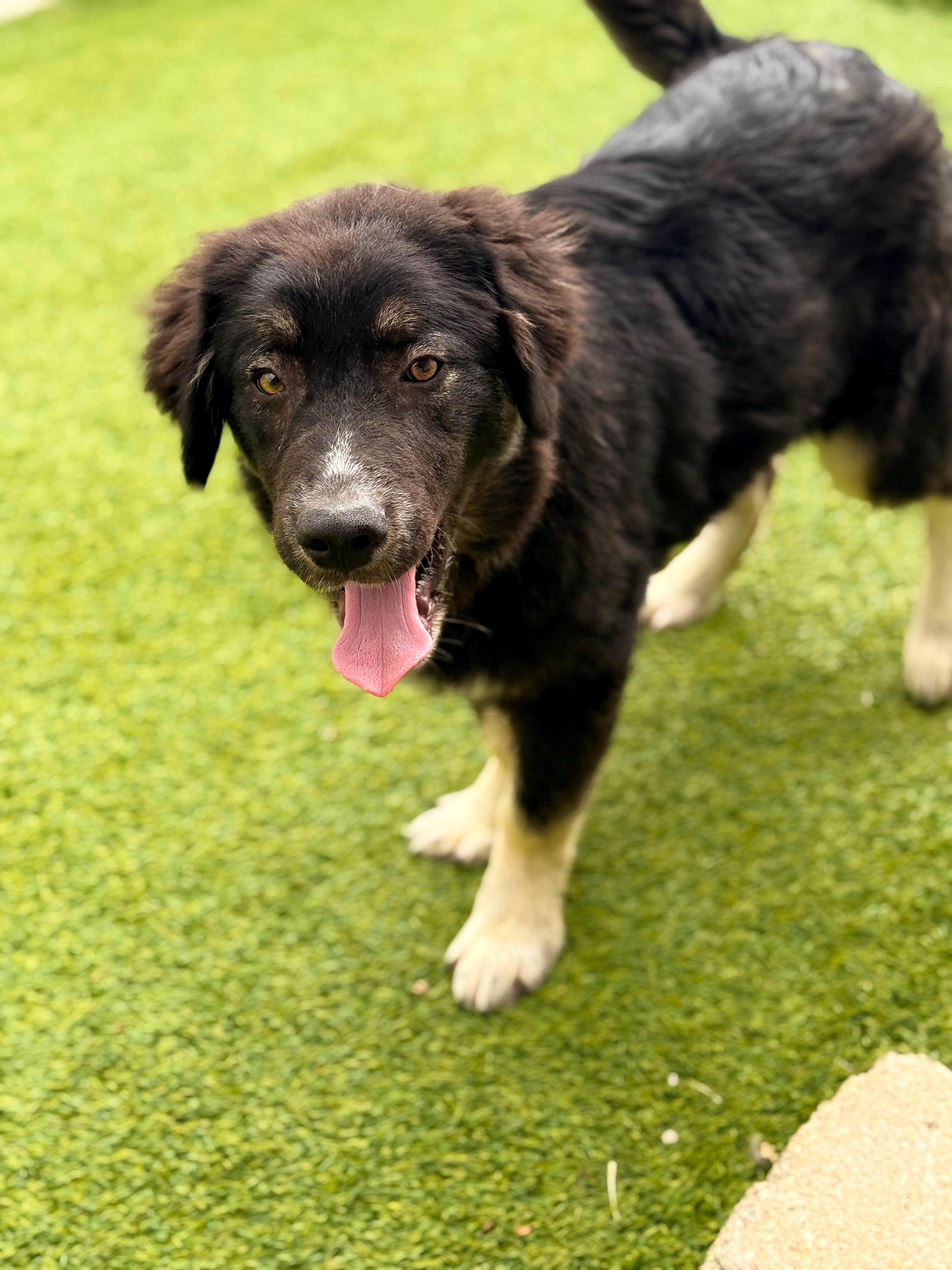 Razorback 26C-70E, adopted, Puppy Male Great Pyrenees & Australian Shepherd.
