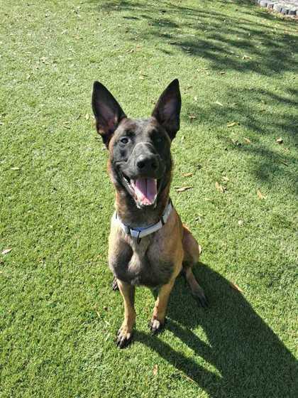 Maxinious - 3, Adoptable, Young Male Belgian Shepherd / Malinois & Mixed Breed.