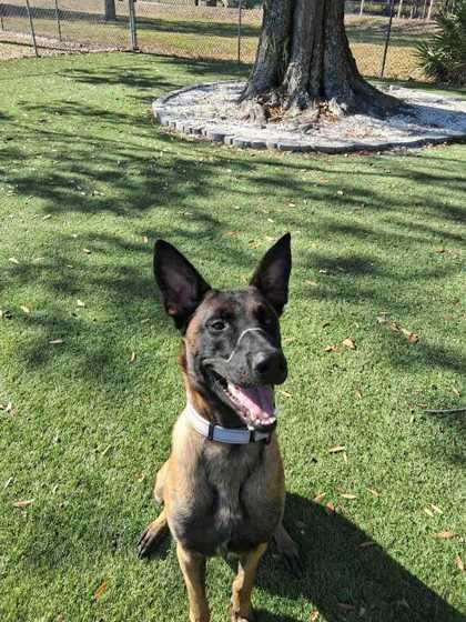 Maxinious - 3, a Adoptable mixed breed in Daytona Beach, FL image 2/2