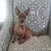 Enlarge Riley, a Adopted mixed breed in Acworth, GA image 1/3