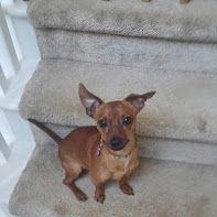 Enlarge Riley, a Adopted mixed breed in Acworth, GA image 2/3