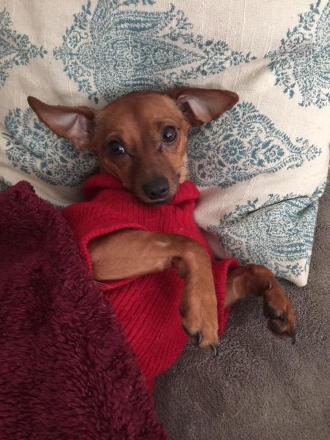 Enlarge Riley, a Adopted mixed breed in Acworth, GA image 3/3