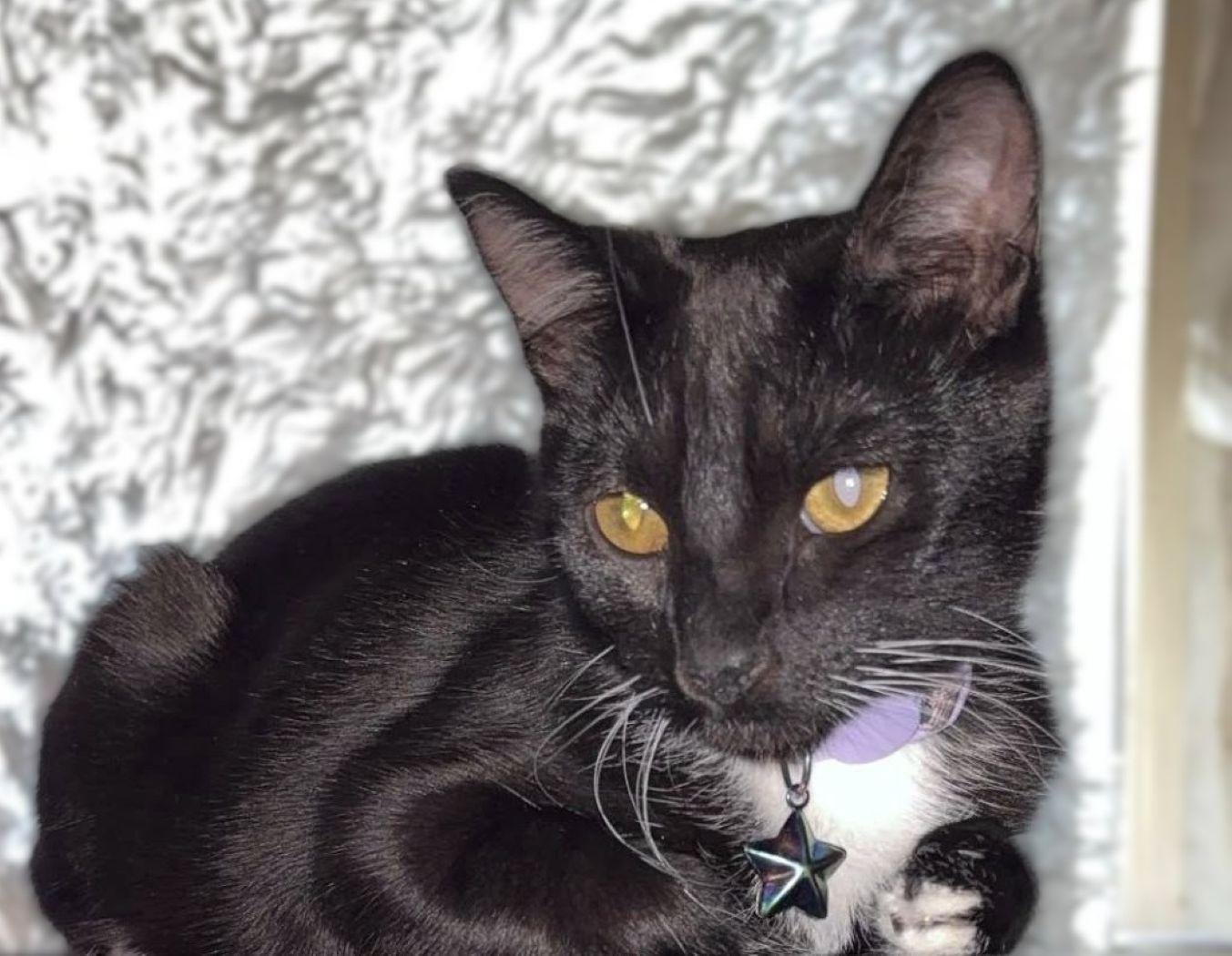 Enlarge Sable, a Adoptable Domestic Short Hair in Savannah, GA image 2/2