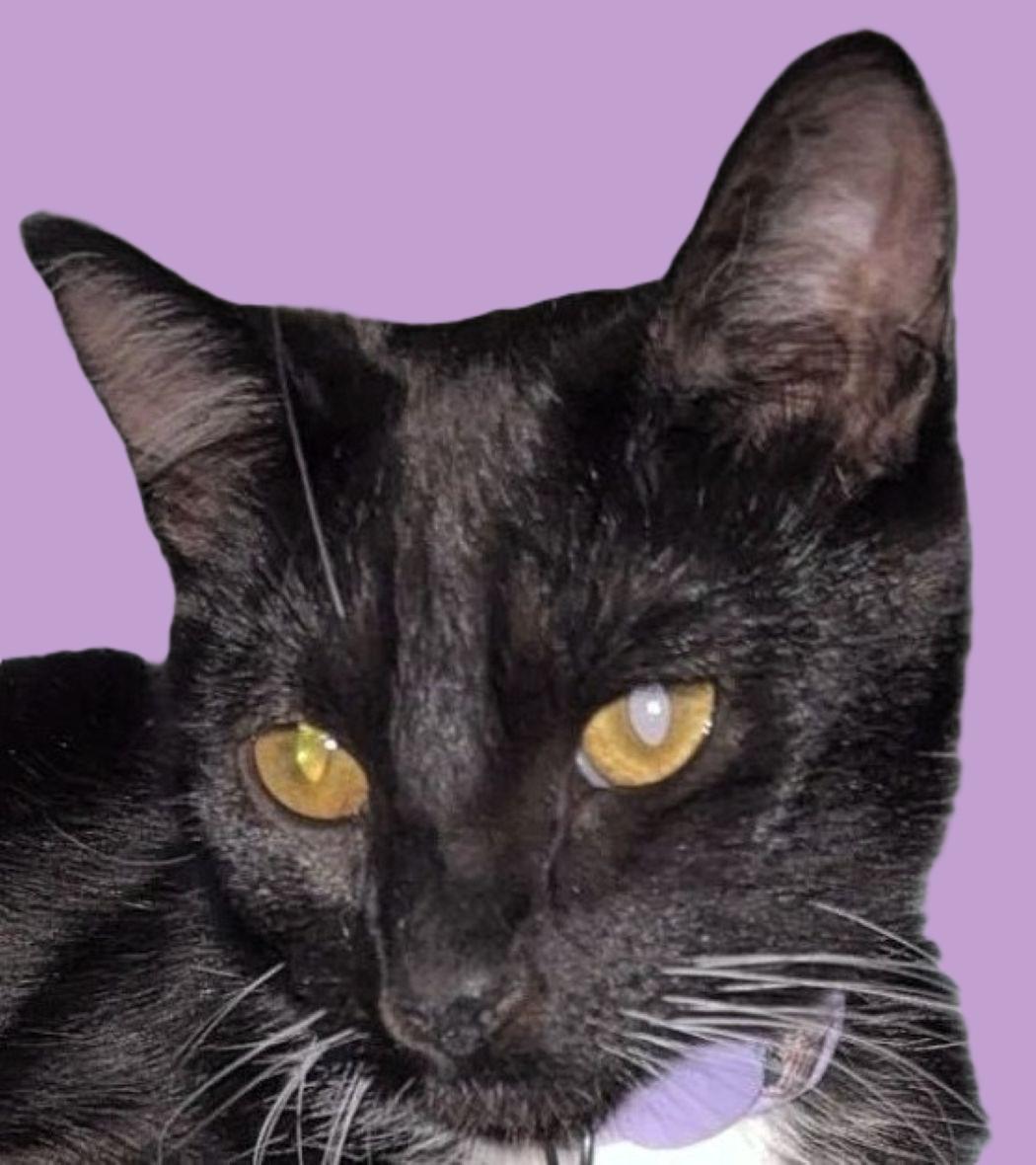Enlarge Sable, a Adoptable Domestic Short Hair in Savannah, GA image 1/2