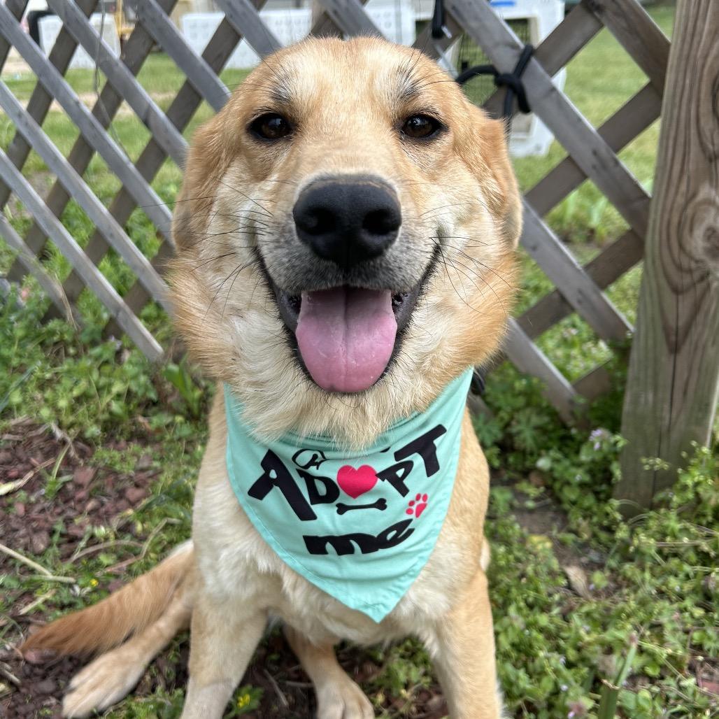 Aggie, Adoptable, Young Female Labrador Retriever.
