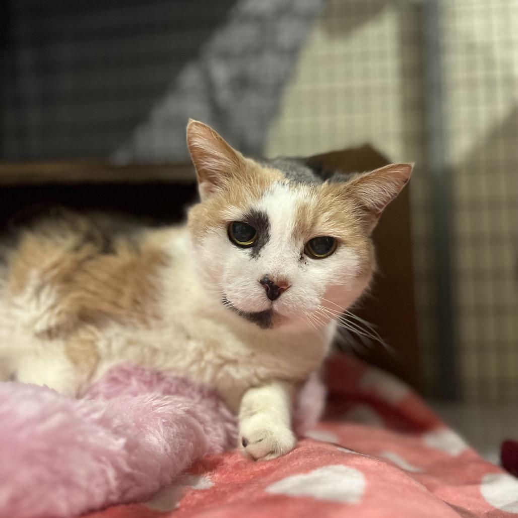 Chloe, a Adoptable Domestic Short Hair in Lynchburg, VA image 1/3