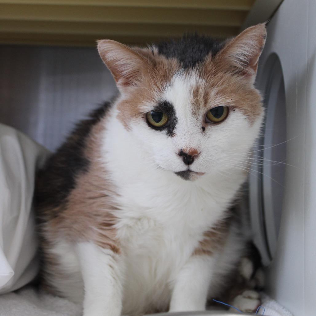 Chloe, a Adoptable Domestic Short Hair in Lynchburg, VA image 2/3