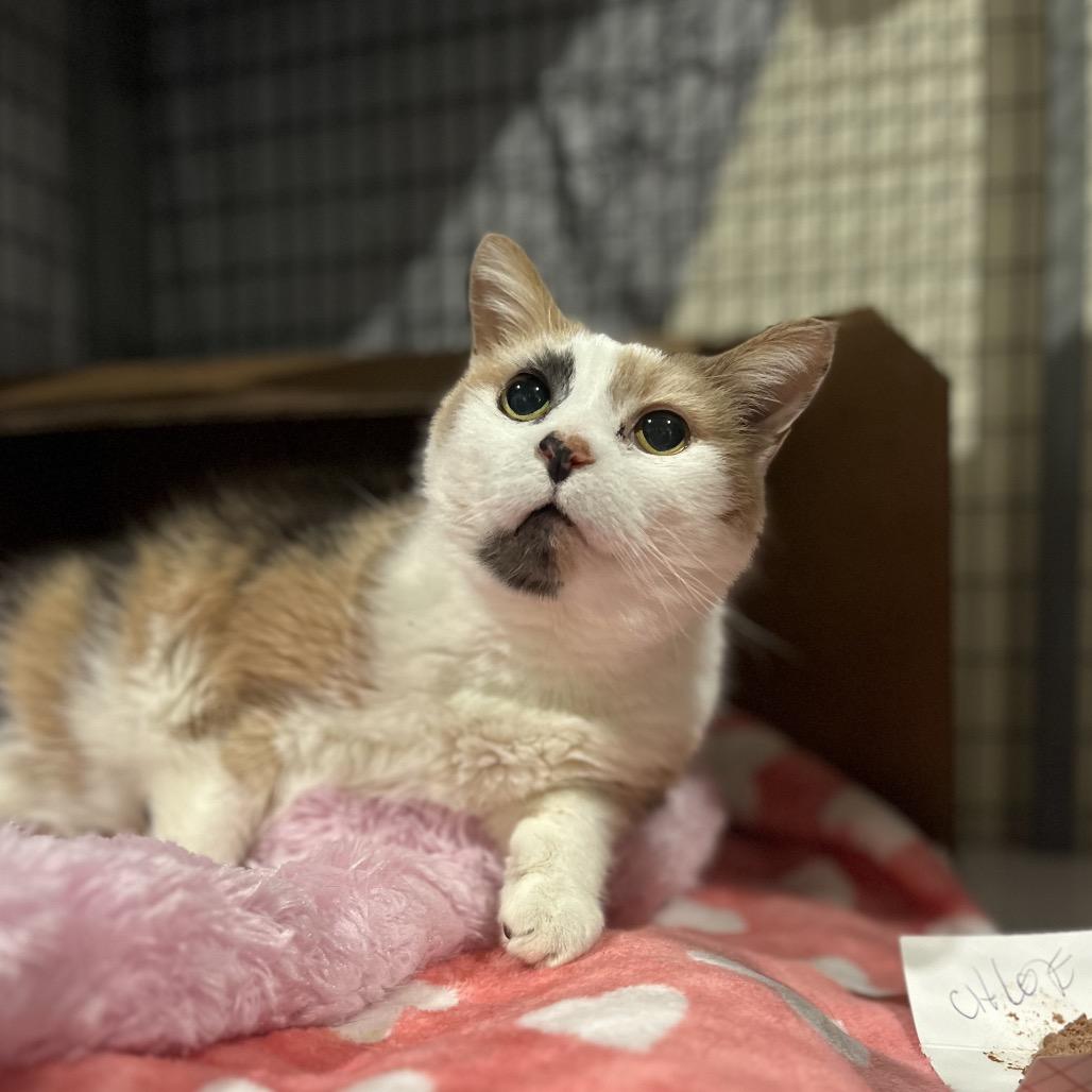 Chloe, a Adoptable Domestic Short Hair in Lynchburg, VA image 3/3