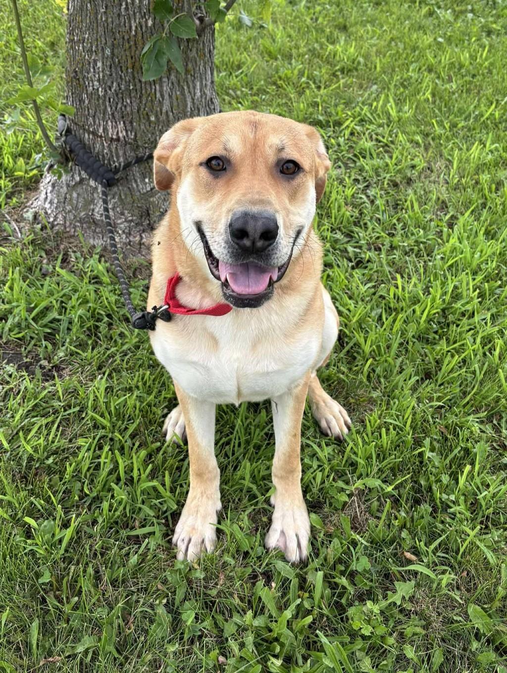 Enlarge Ashton, a Adoptable mixed breed in Maryville, MO image 2/5