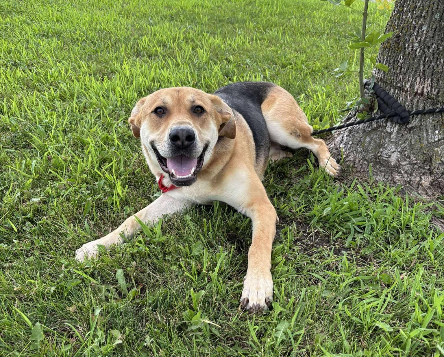 Enlarge Ashton, a Adoptable mixed breed in Maryville, MO image 3/5