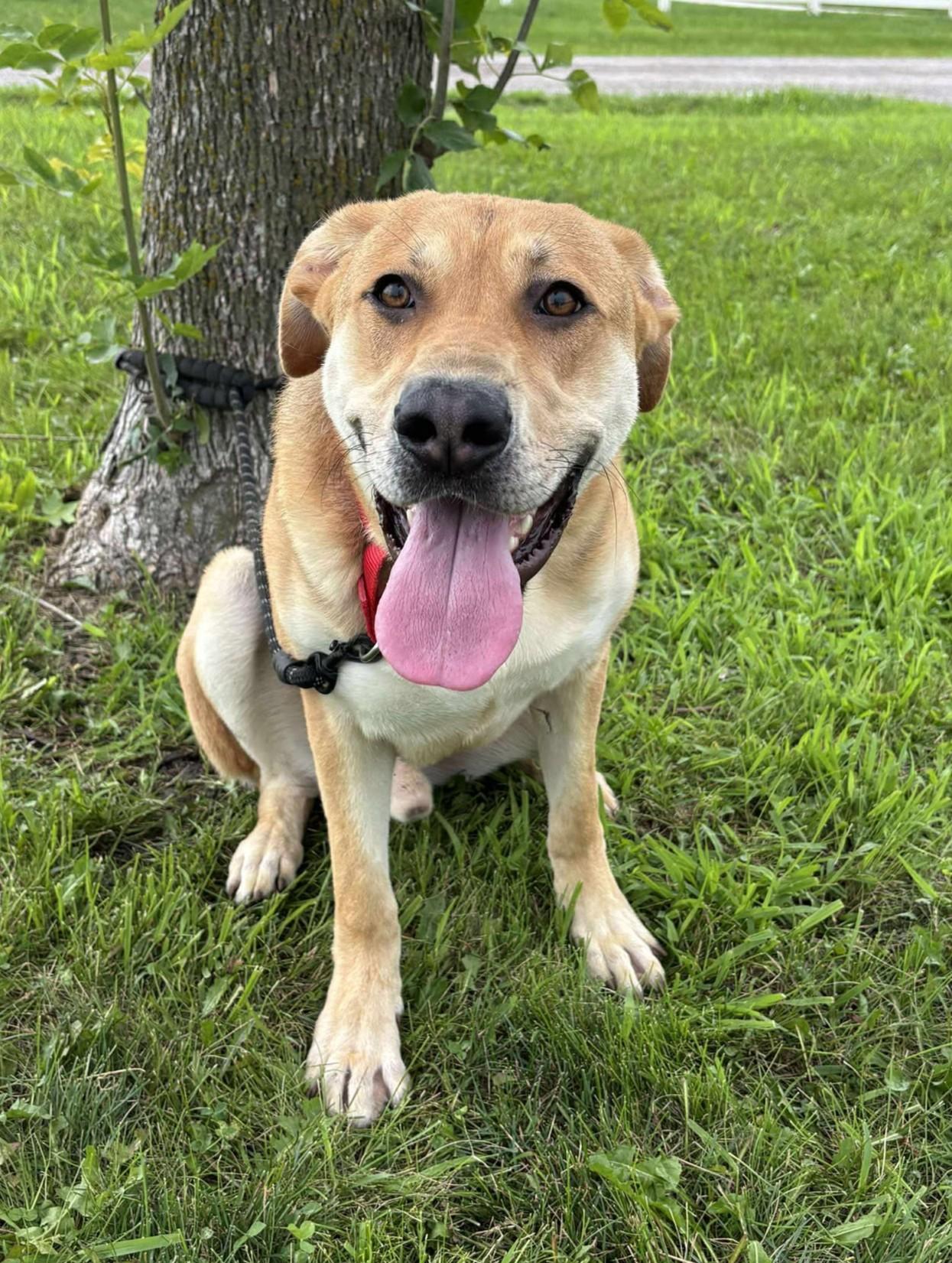 Enlarge Ashton, a Adoptable mixed breed in Maryville, MO image 1/5