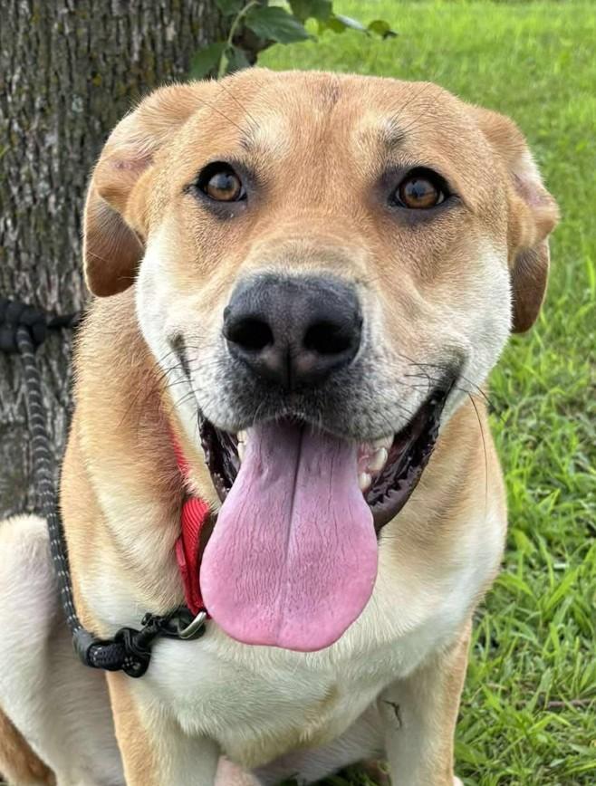 Enlarge Ashton, a Adoptable mixed breed in Maryville, MO image 4/5