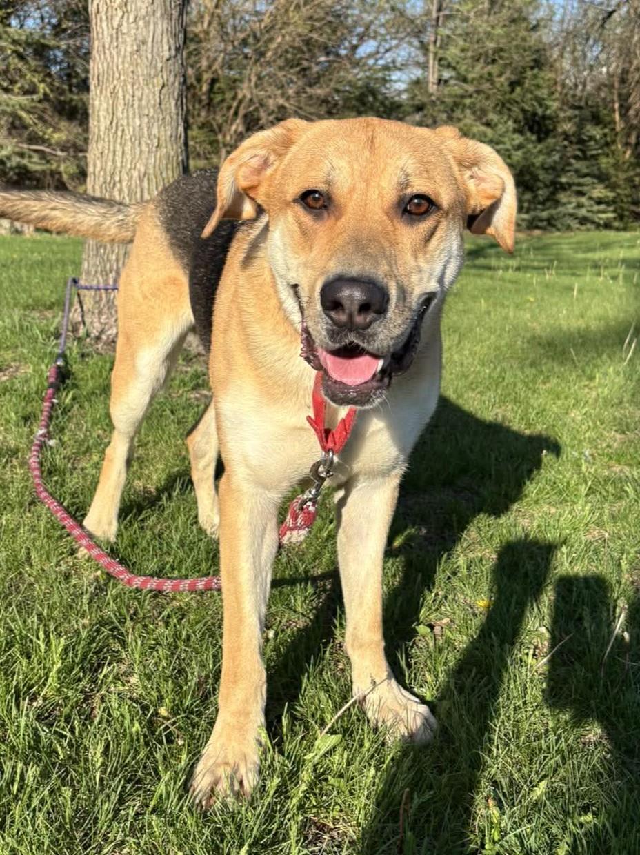 Enlarge Ashton, a Adoptable mixed breed in Maryville, MO image 1/5