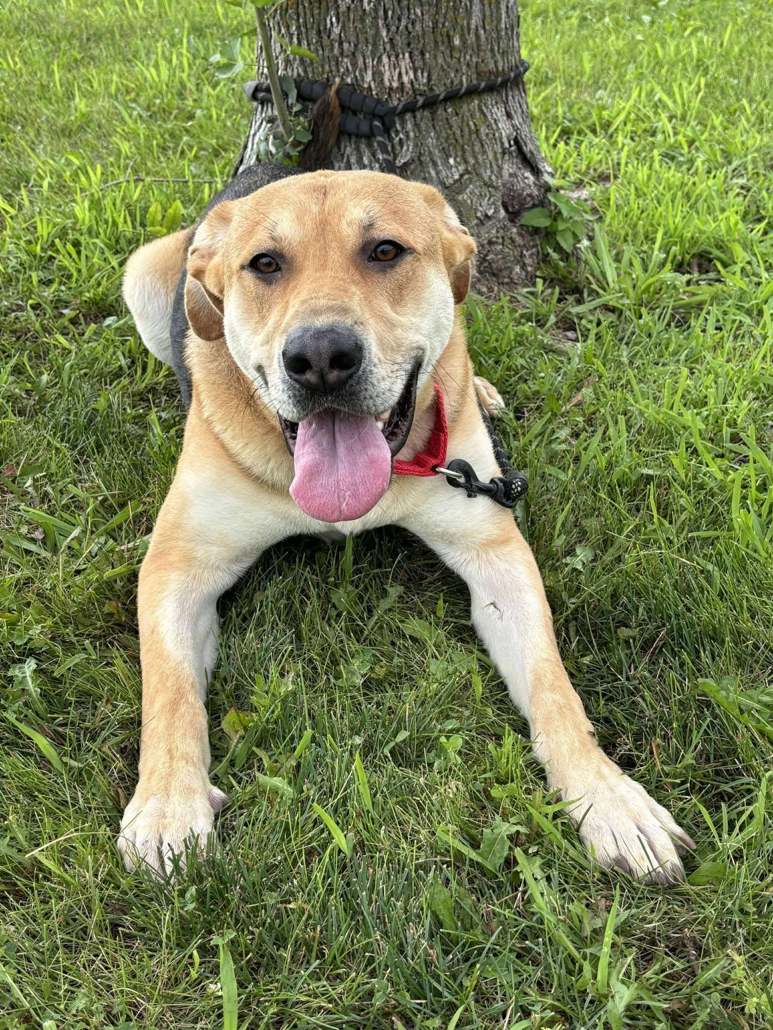 Enlarge Ashton, a Adoptable mixed breed in Maryville, MO image 5/5