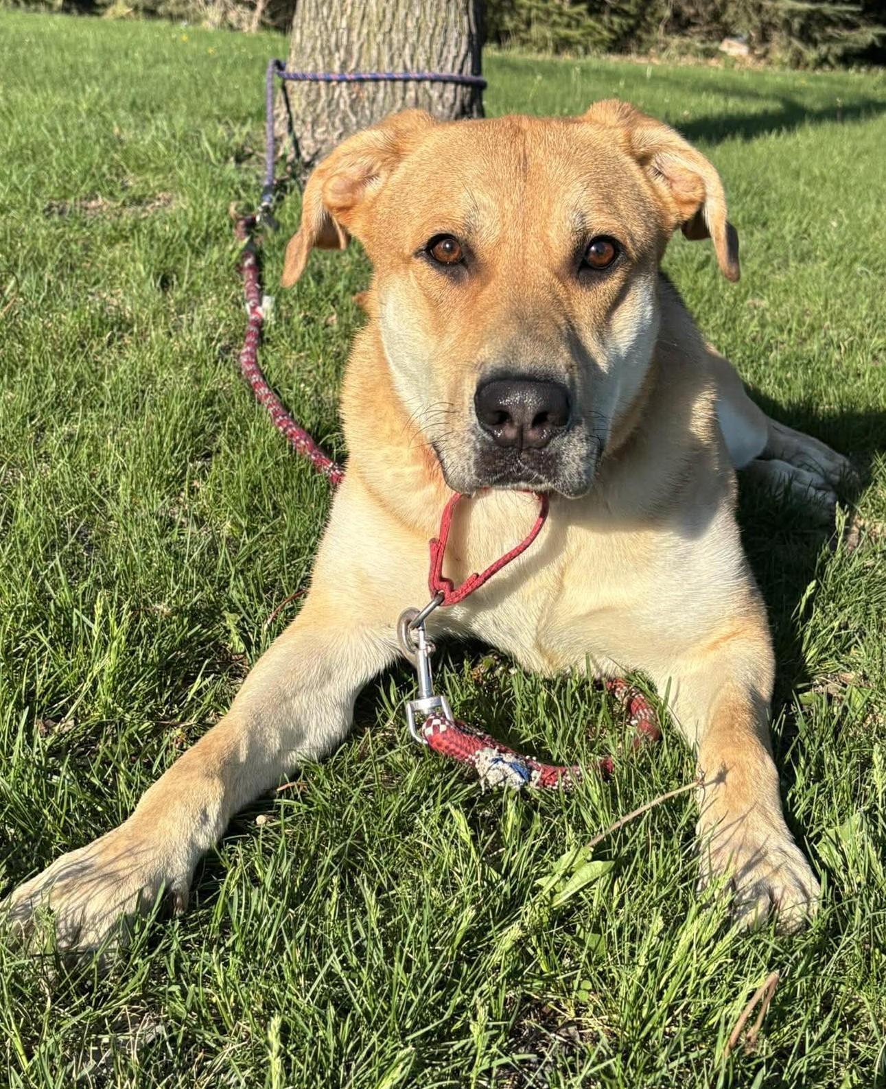Enlarge Ashton, a Adoptable mixed breed in Maryville, MO image 4/5