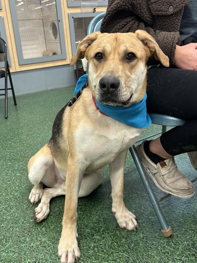 Enlarge Ashton, a Adoptable mixed breed in Maryville, MO image 2/5