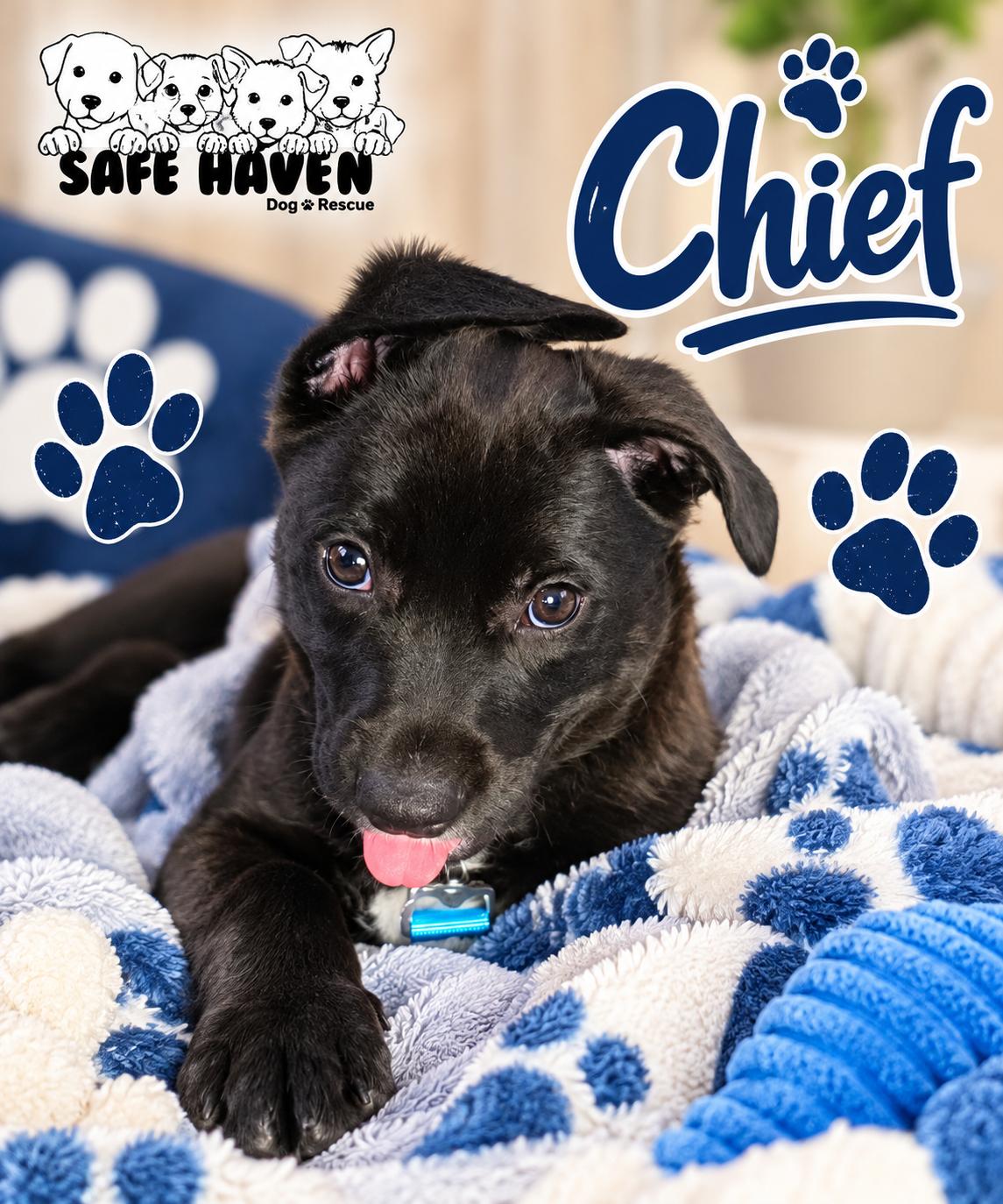 Enlarge Chief, a Adoptable mixed breed in Elburn, IL image 2/5