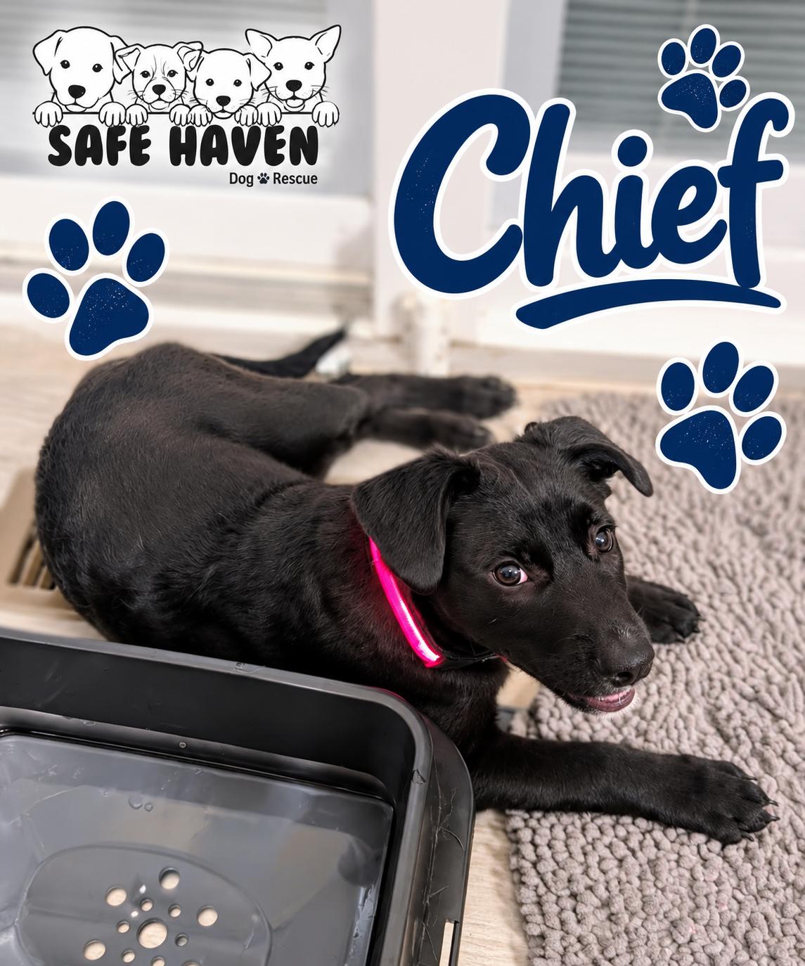 Enlarge Chief, a Adoptable mixed breed in Elburn, IL image 3/5