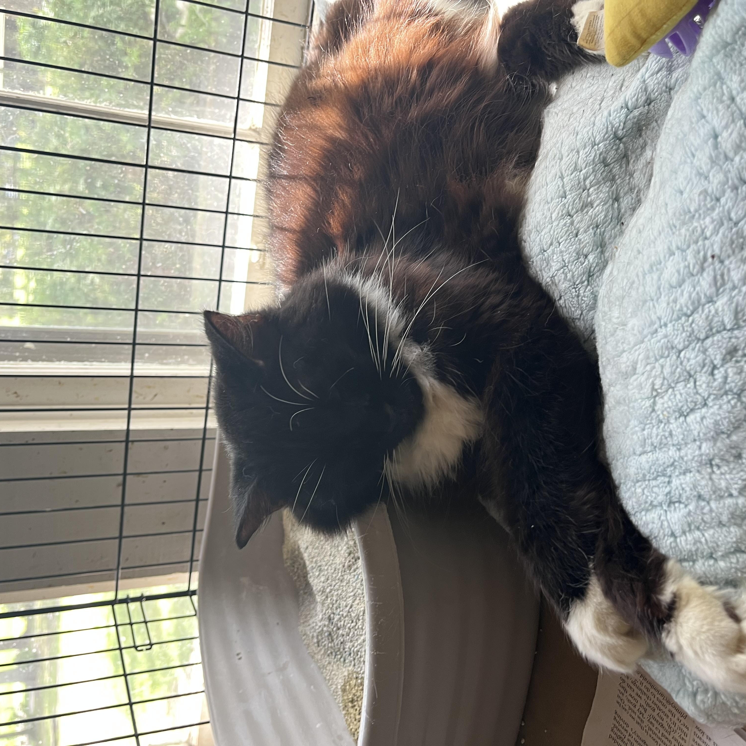 Enlarge Jillian, a Adopted Domestic Long Hair in Hammond, LA image 2/2